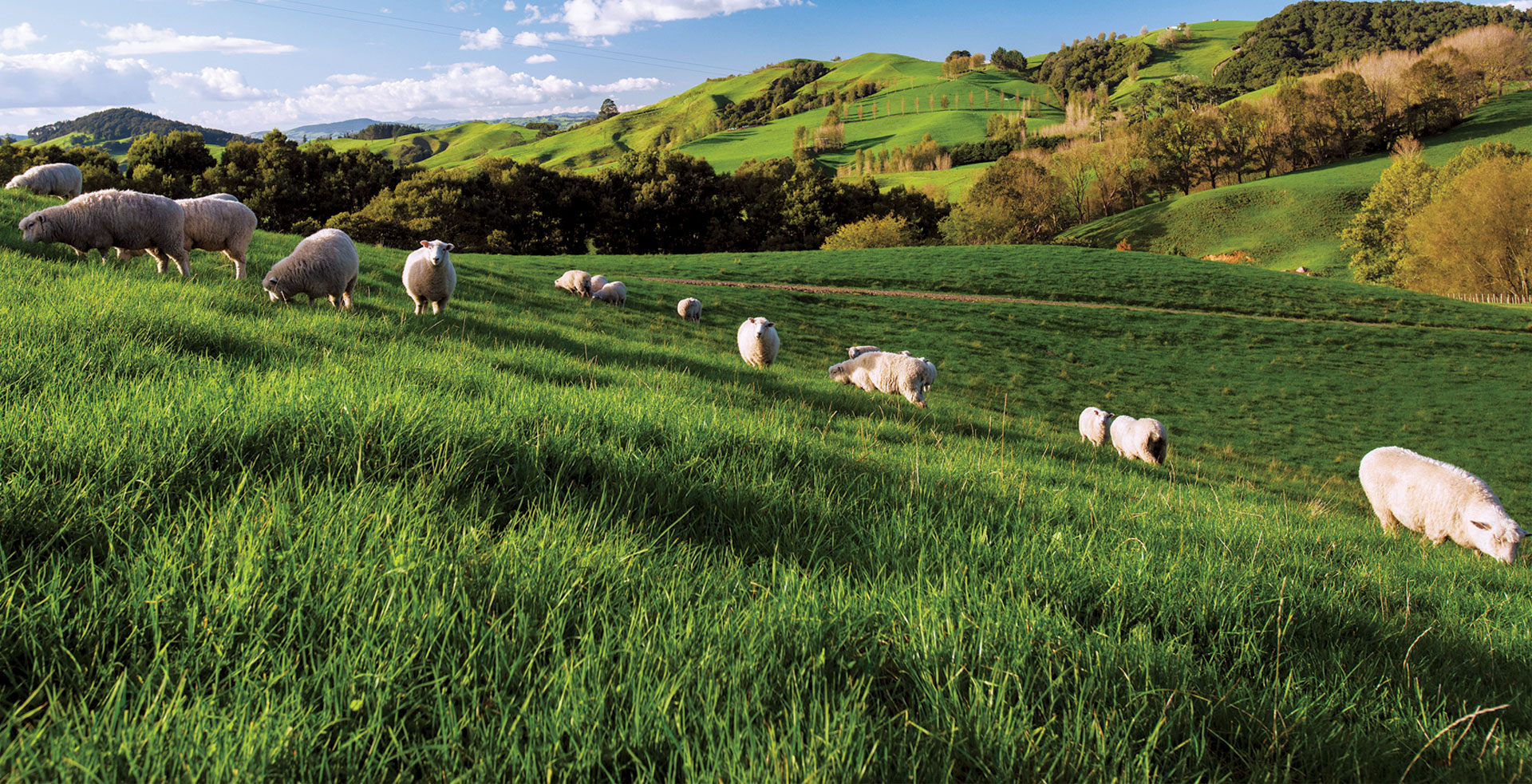 100% Grass-Fed Lamb